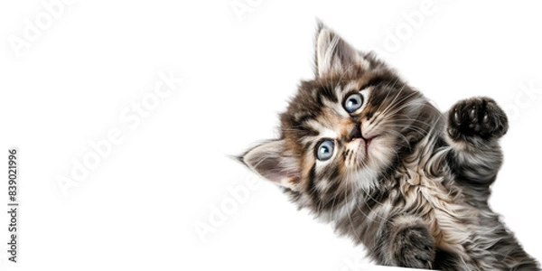 Fototapeta Persian kitten playing cutely Top view on transparent background
