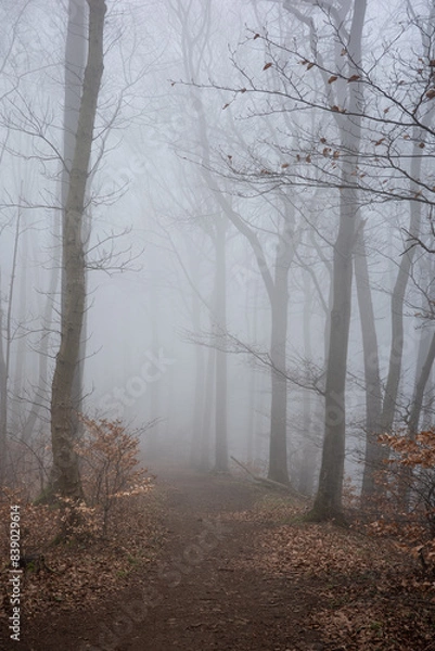 Fototapeta The forest in a fog.