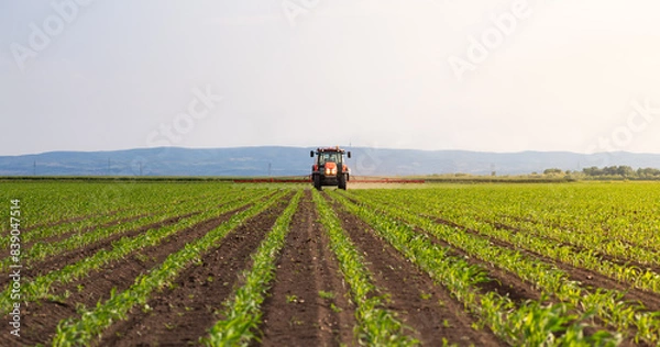 Obraz Tractor spraying corn field in sunset