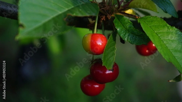 Fototapeta half red half green cherries on a branch