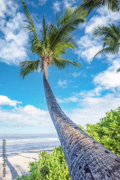 Fototapeta Île tropicale .
