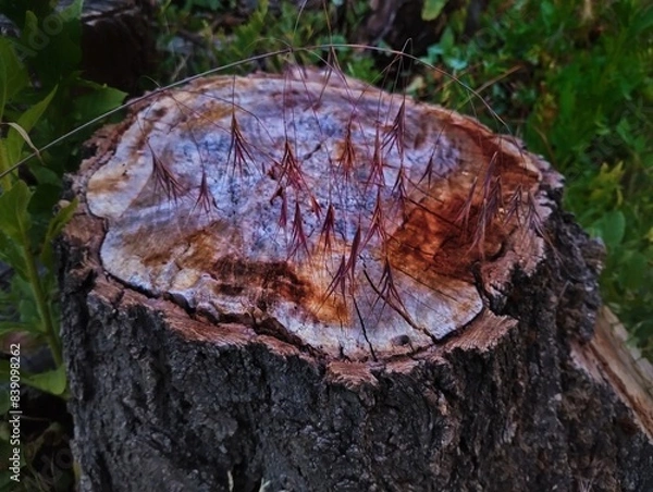 Obraz Grass on a stump