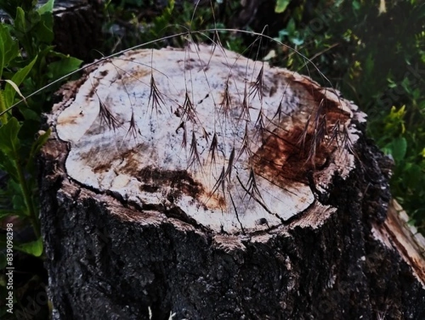 Fototapeta Grass on a stump against the background of vegetation