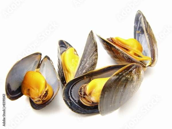Obraz moules