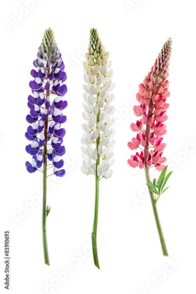 Fototapeta Colorful flowers - Lupine, on white background.