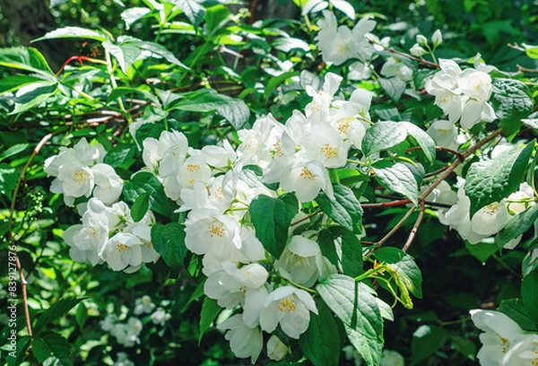 Fototapeta Jasmine, white flowers on branches in garden. Spring flowering of fragrant flowers.