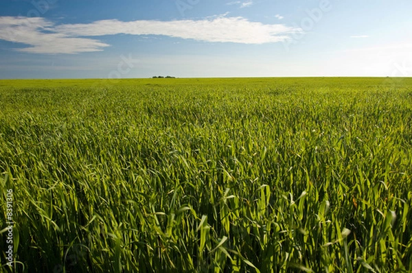 Obraz Fields at summer