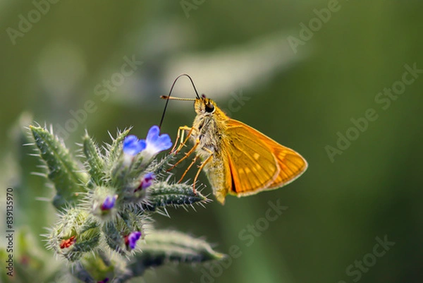 Obraz Karłątek kniejnik
