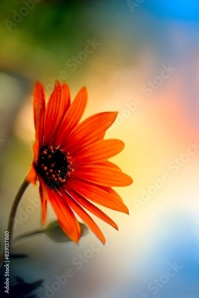 Obraz Pomarańczowy kwiat