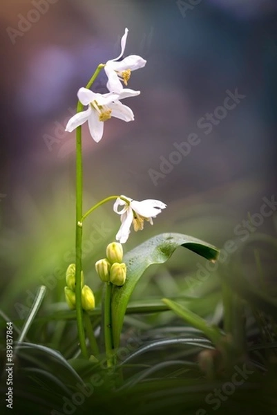 Obraz Wiosenny kwiat