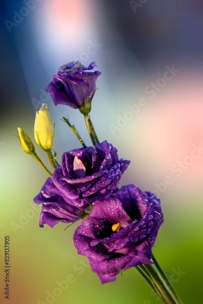 Obraz Liliowy bukiecik