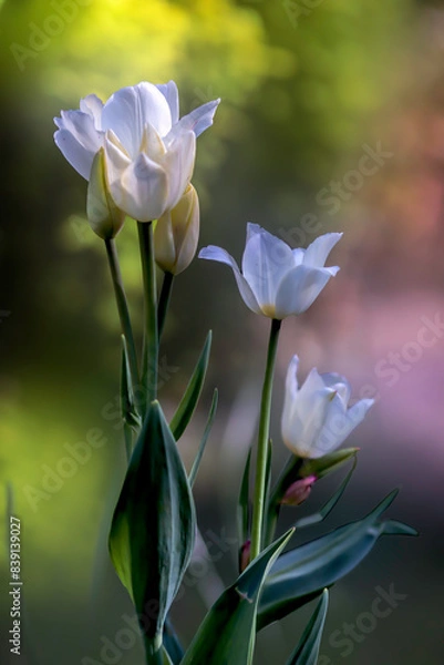 Obraz Wiosenne tulipany