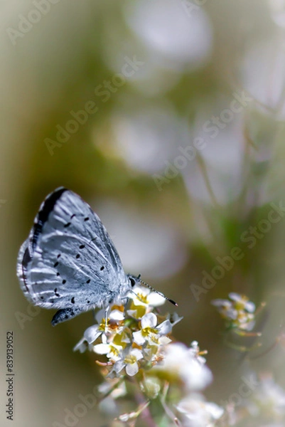 Obraz Modraszek wieszczek