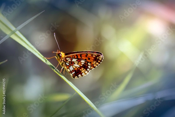 Obraz Przeplatka atalia