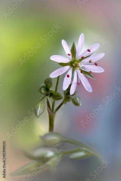 Obraz Polny biały kwiatek