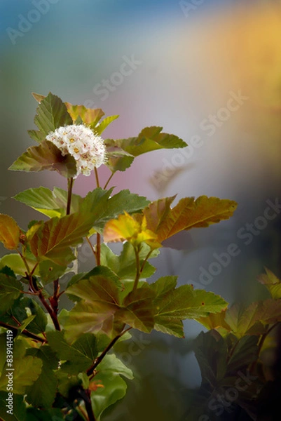 Obraz Kolory pęcherzycy