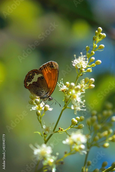 Obraz Strzępotek perełkowiec