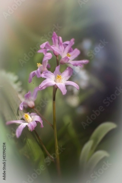 Obraz wiosenne kwiaty