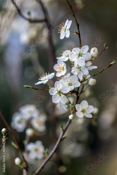 Obraz Kwiaty na gałązce