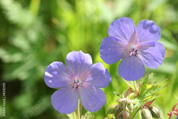 Fototapeta gentle couple