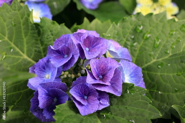 Fototapeta アジサイ