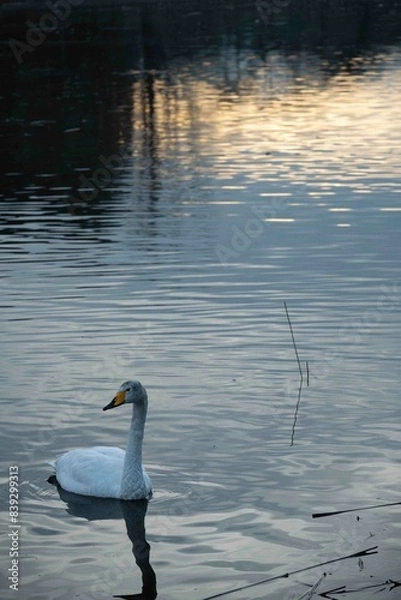 Obraz 早朝の湖面に浮かぶハクチョウ
