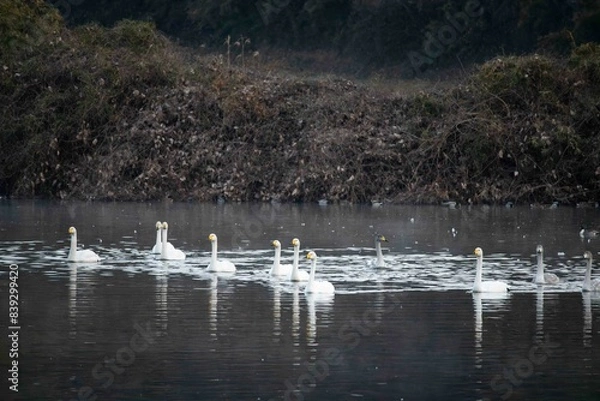 Obraz 水面を泳ぐ白鳥