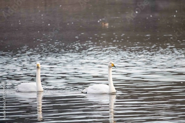 Obraz 水面を泳ぐ白鳥