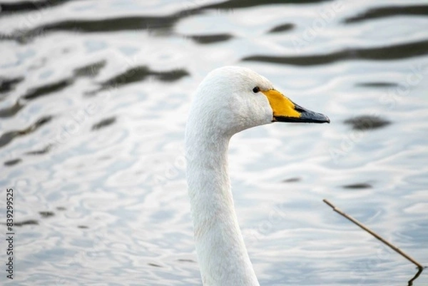 Obraz 水面を泳ぐ白鳥