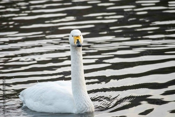 Obraz 湖面に浮かぶ白鳥