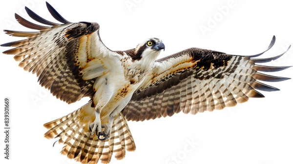 Obraz A brown and white osprey flies with its wings spread wide