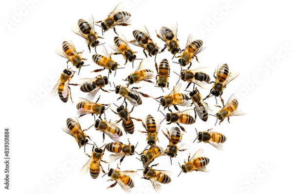 Fototapeta Swarm of bees isolated on transparent background