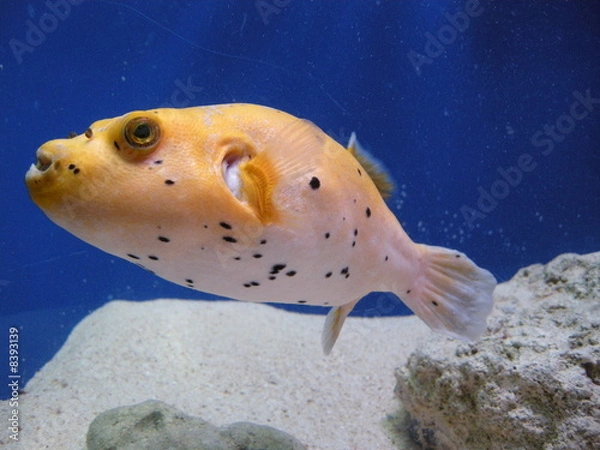Obraz Puffer fish