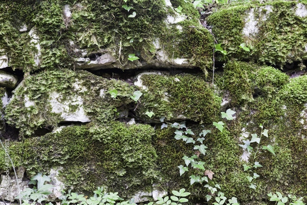 Obraz Gros plan de mur moussu