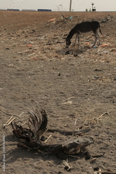 Obraz SUZUZLUK VE AÇLIK İLE SAVAŞAN EŞEK