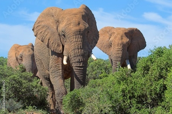 Fototapeta african elephant