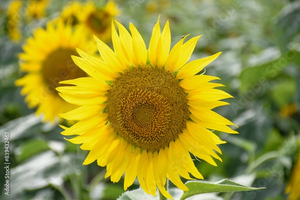 Obraz sunflowers