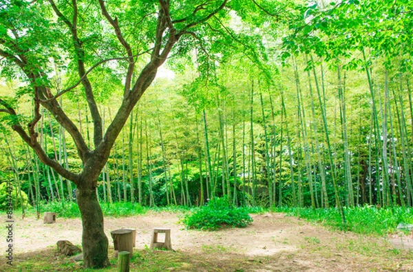 Fototapeta 新緑イメージ