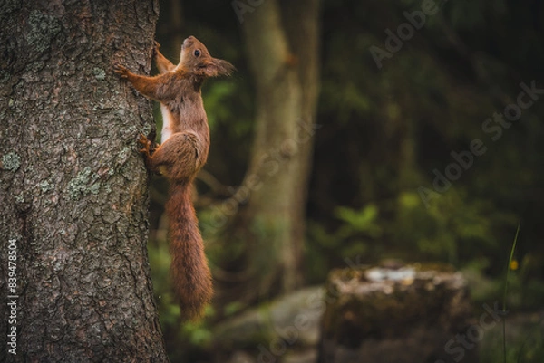 Obraz Beautiful squirrel on the tree. Young squirrel in summer forest.