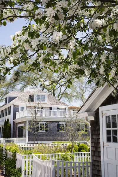 Fototapeta Flowering cherry tree in Edgartown Massachusetts in Martha's Vineyard.