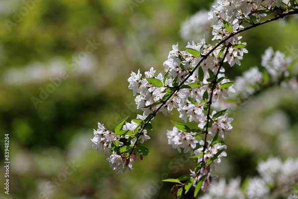 Obraz idyllische Brücke