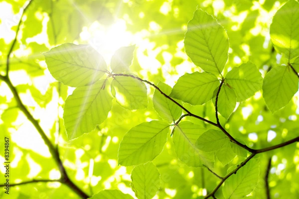 Fototapeta leaf