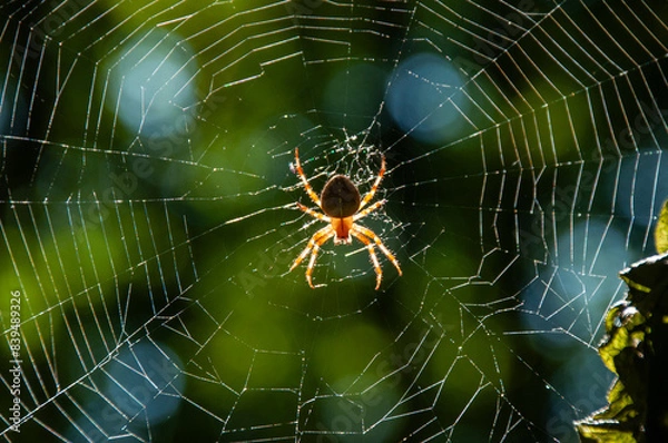 Fototapeta A spider hanging from a web on a sunny day in the forest