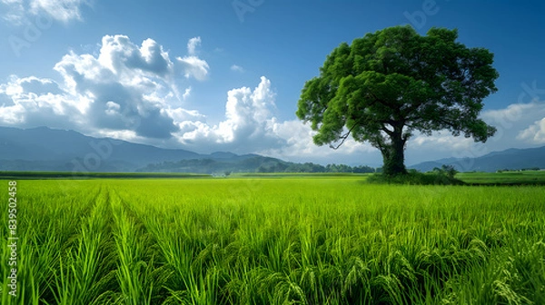 Fototapeta Expansive Green Rice Field Under a Vibrant Sky with Clouds