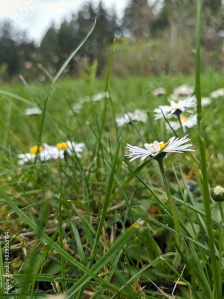 Obraz Daisies on a spring meadow in close-up