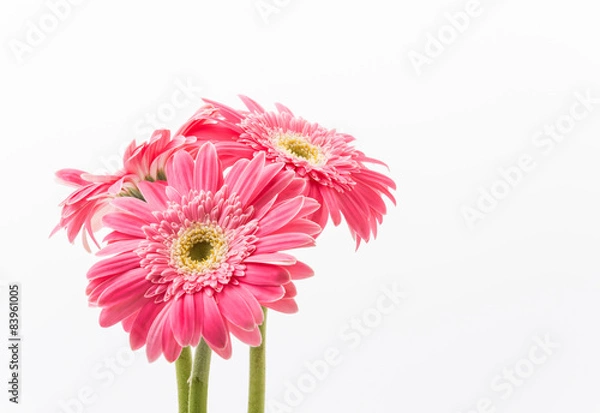 Obraz Pink gerbera flower