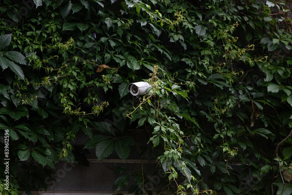 Fototapeta CCTV camera hidden in ivy leaves, trees. Apartment building, private territory in summer