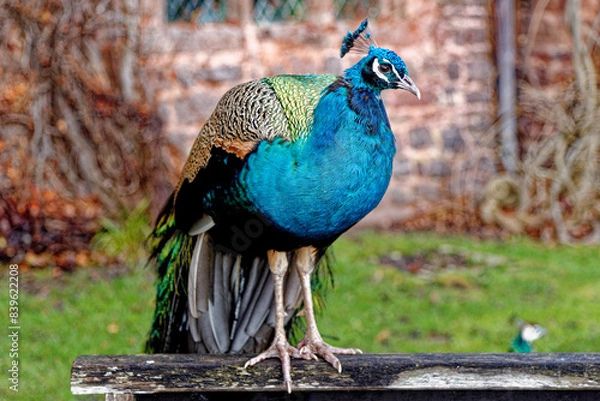 Obraz Peacock at Powis Castle - Wales