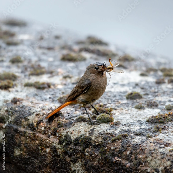 Obraz Rouge queue avec une proie dans son bec