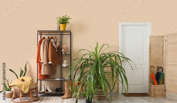 Fototapeta Houseplants and rack with stylish outwear near beige wall in interior of modern light hallway